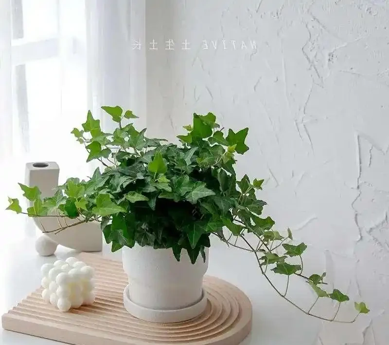 耐陰花卉 Top10!好看又好養,寓意超吉祥