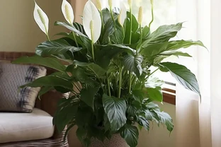 耐陰花卉 Top10！好看又好養，寓意超吉祥