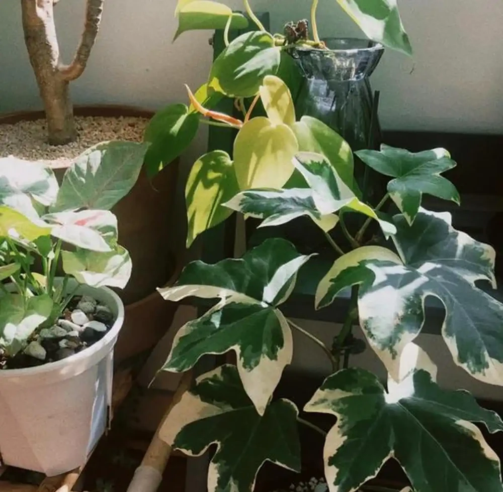 5款「養不死」的耐陰綠植,顏值高,好養活,北陽臺的福音!