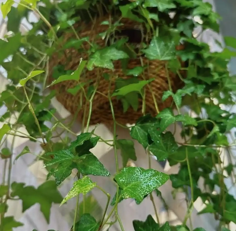 5款「養不死」的耐陰綠植,顏值高,好養活,北陽臺的福音!
