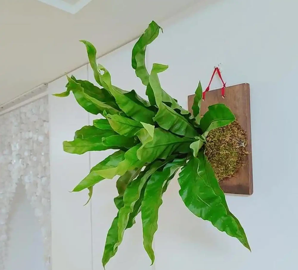 5款「養不死」的耐陰綠植,顏值高,好養活,北陽臺的福音!