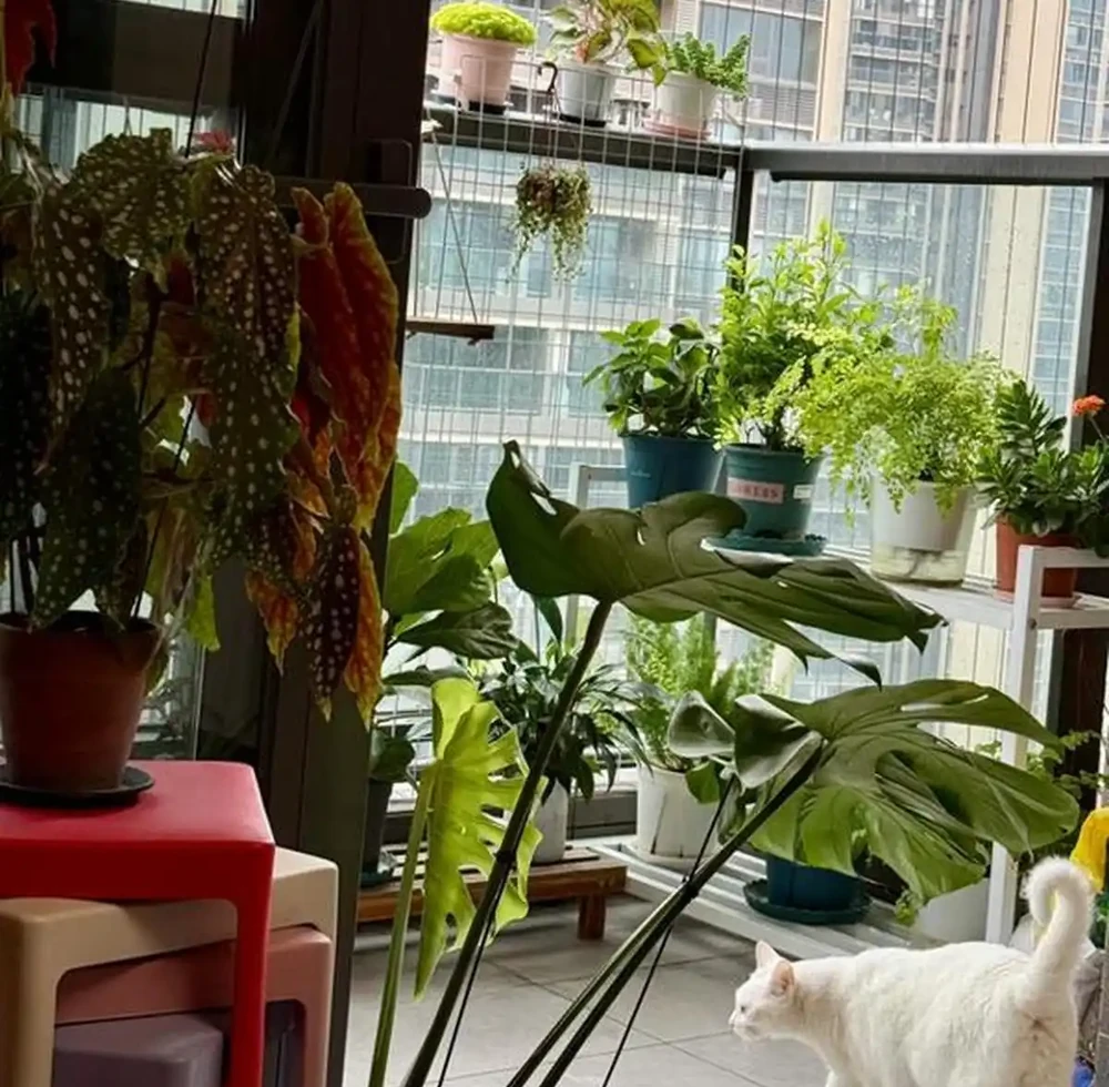 5款「養不死」的耐陰綠植,顏值高,好養活,北陽臺的福音!