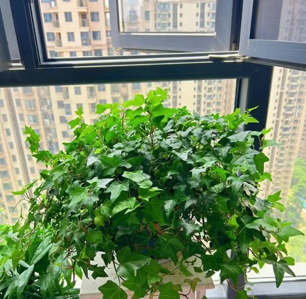 5款「養不死」的耐陰綠植,顏值高,好養活,北陽臺的福音!