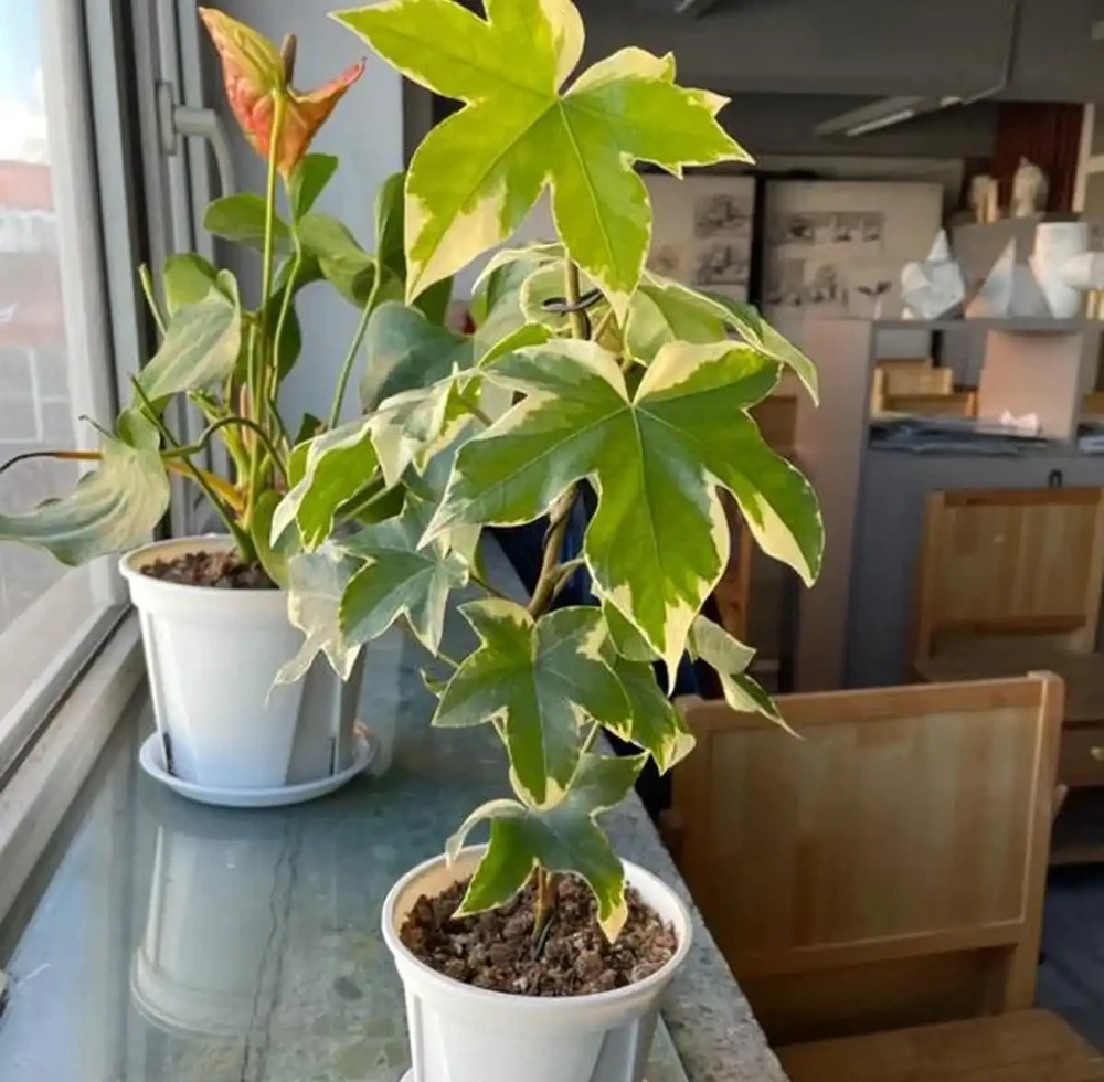 5款「養不死」的耐陰綠植,顏值高,好養活,北陽臺的福音!