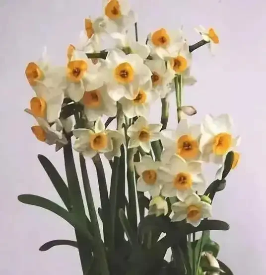 花越開越小很頭疼?3個小妙招讓花朵又大又美!