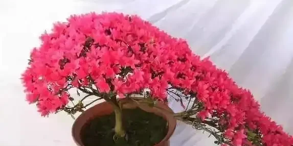 花越開越小很頭疼?3個小妙招讓花朵又大又美!