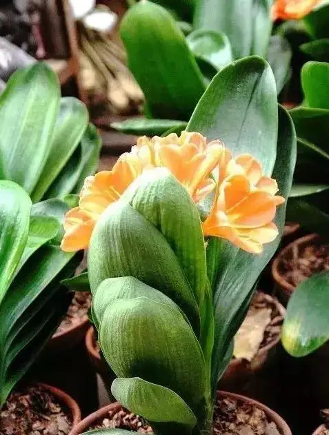花越開越小很頭疼?3個小妙招讓花朵又大又美!