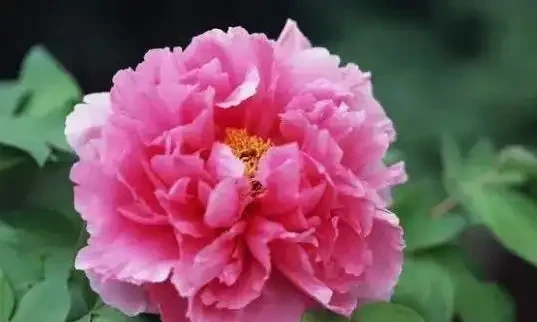 花越開越小很頭疼?3個小妙招讓花朵又大又美!