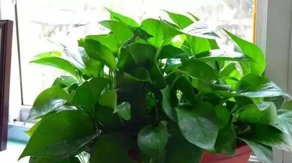 文竹黃葉急壞人?3個土法子救活,綠得像新買!