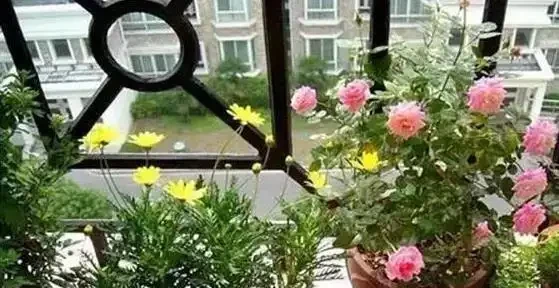 花越開越小很頭疼?3個小妙招讓花朵又大又美!