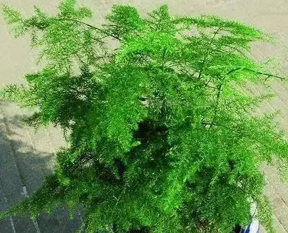 文竹黃葉急壞人?3個土法子救活,綠得像新買!