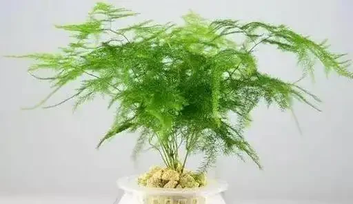 文竹黃葉急壞人?3個土法子救活,綠得像新買!