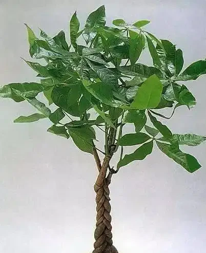文竹黃葉急壞人?3個土法子救活,綠得像新買!