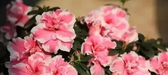 花越開越小很頭疼?3個小妙招讓花朵又大又美!
