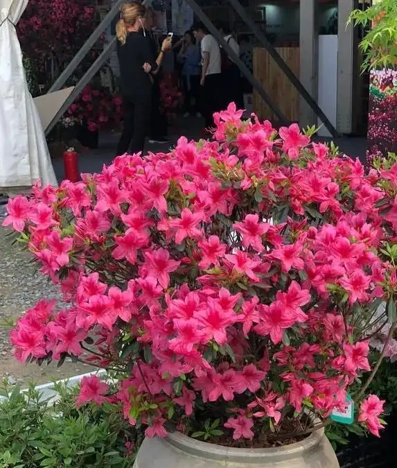 黃金葛杜鵑愛「喝酒」,啤酒一澆葉子綠爆,10天花開滿盆香