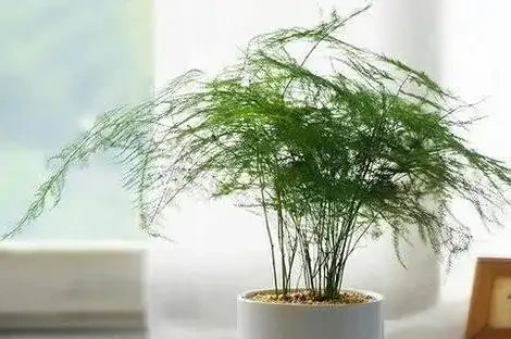 文竹黃葉急壞人?3個土法子救活,綠得像新買!