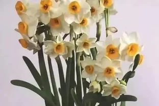 花越開越小很頭疼？3個小妙招讓花朵又大又美！