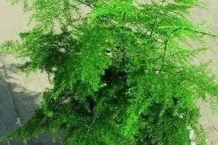 文竹黃葉急壞人？3個土法子救活，綠得像新買！