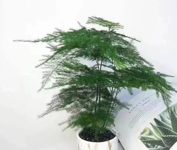 文竹葉子發黃咋辦?3種酸水來幫忙,綠得發亮長勢旺