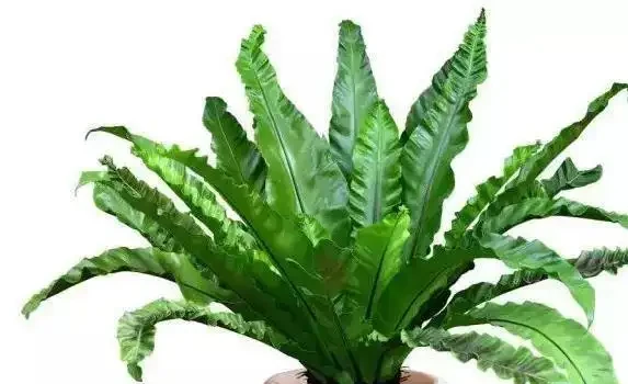 葉子黃了別急，3種原因一查就準，5招讓花秒變綠