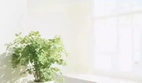 葉子黃了別急，3種原因一查就準，5招讓花秒變綠