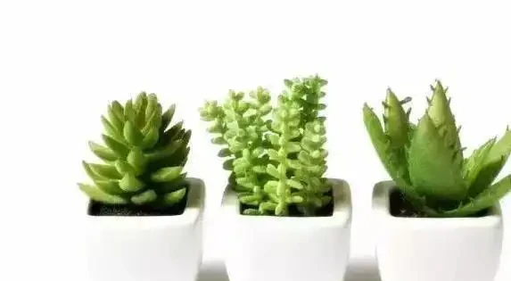 葉子黃了別急，3種原因一查就準，5招讓花秒變綠