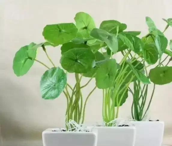 葉子黃了別急，3種原因一查就準，5招讓花秒變綠