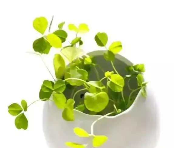 葉子黃了別急，3種原因一查就準，5招讓花秒變綠