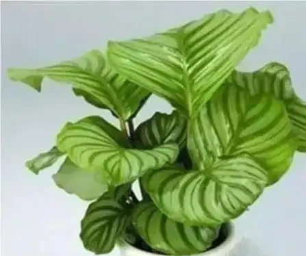 葉子黃了別急，3種原因一查就準，5招讓花秒變綠