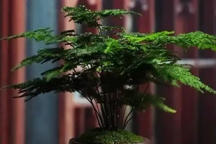 文竹葉子發黃咋辦？3種酸水來幫忙，綠得發亮長勢旺