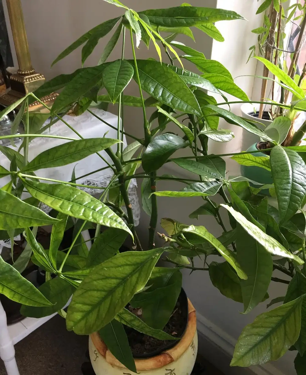 發財樹多久澆一次水最合適？揭秘三大黃金法則，這樣澆水不腐根！