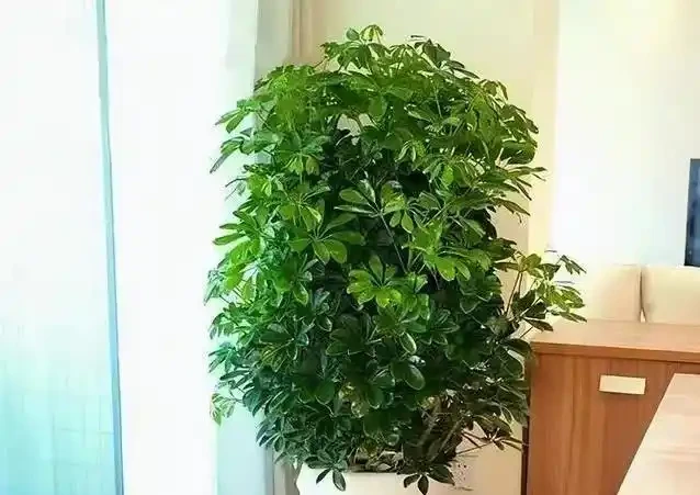 鵝掌藤養不好葉子狂掉?學會這3招,小芽蹭蹭長!