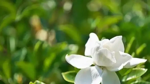 家裡養這10種花，四季飄香不斷，你家選哪盆？