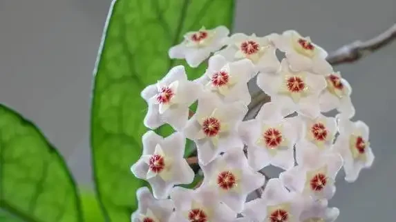 家裡養這10種花，四季飄香不斷，你家選哪盆？