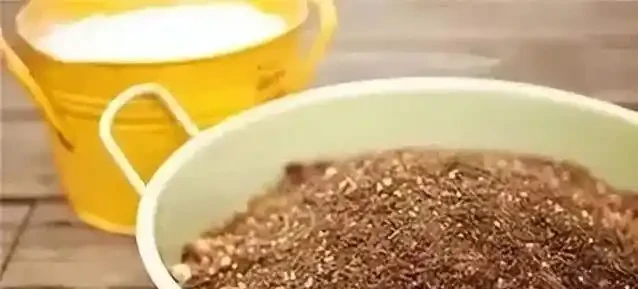 鵝掌藤養不好葉子狂掉?學會這3招,小芽蹭蹭長!