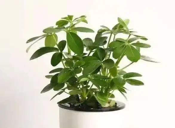 鵝掌藤養不好葉子狂掉?學會這3招,小芽蹭蹭長!