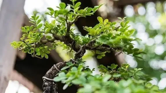 家裡養這10種花，四季飄香不斷，你家選哪盆？