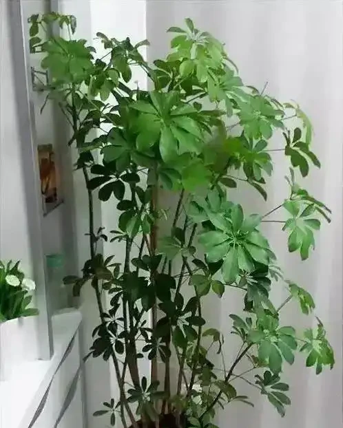 鵝掌藤養不好葉子狂掉?學會這3招,小芽蹭蹭長!