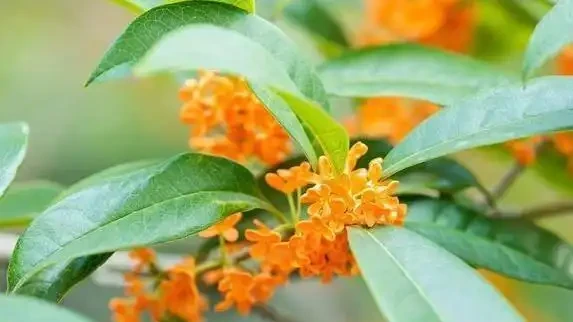 家裡養這10種花，四季飄香不斷，你家選哪盆？