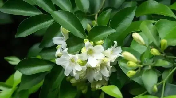 家裡養這10種花，四季飄香不斷，你家選哪盆？