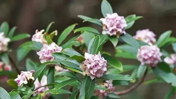 家裡養這10種花，四季飄香不斷，你家選哪盆？