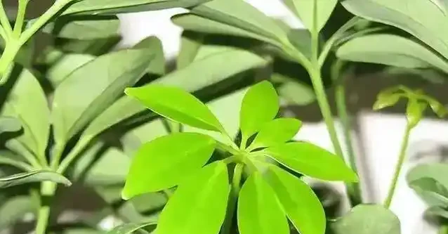 鵝掌藤養不好葉子狂掉?學會這3招,小芽蹭蹭長!