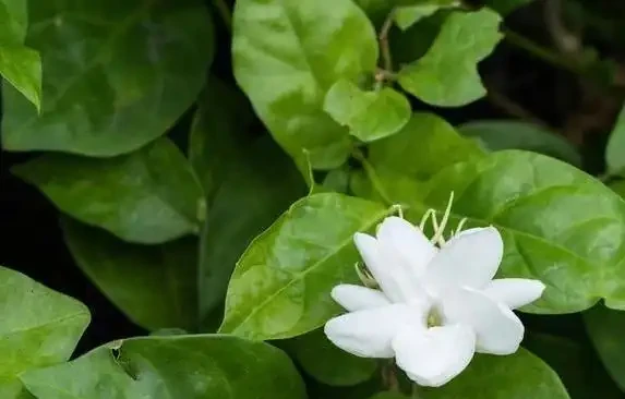 家裡養這10種花，四季飄香不斷，你家選哪盆？