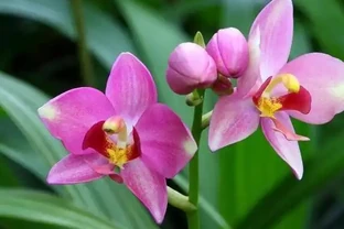家裡養這10種花，四季飄香不斷，你家選哪盆？