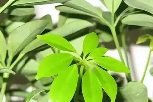 鵝掌藤養不好葉子狂掉？學會這3招，小芽蹭蹭長！