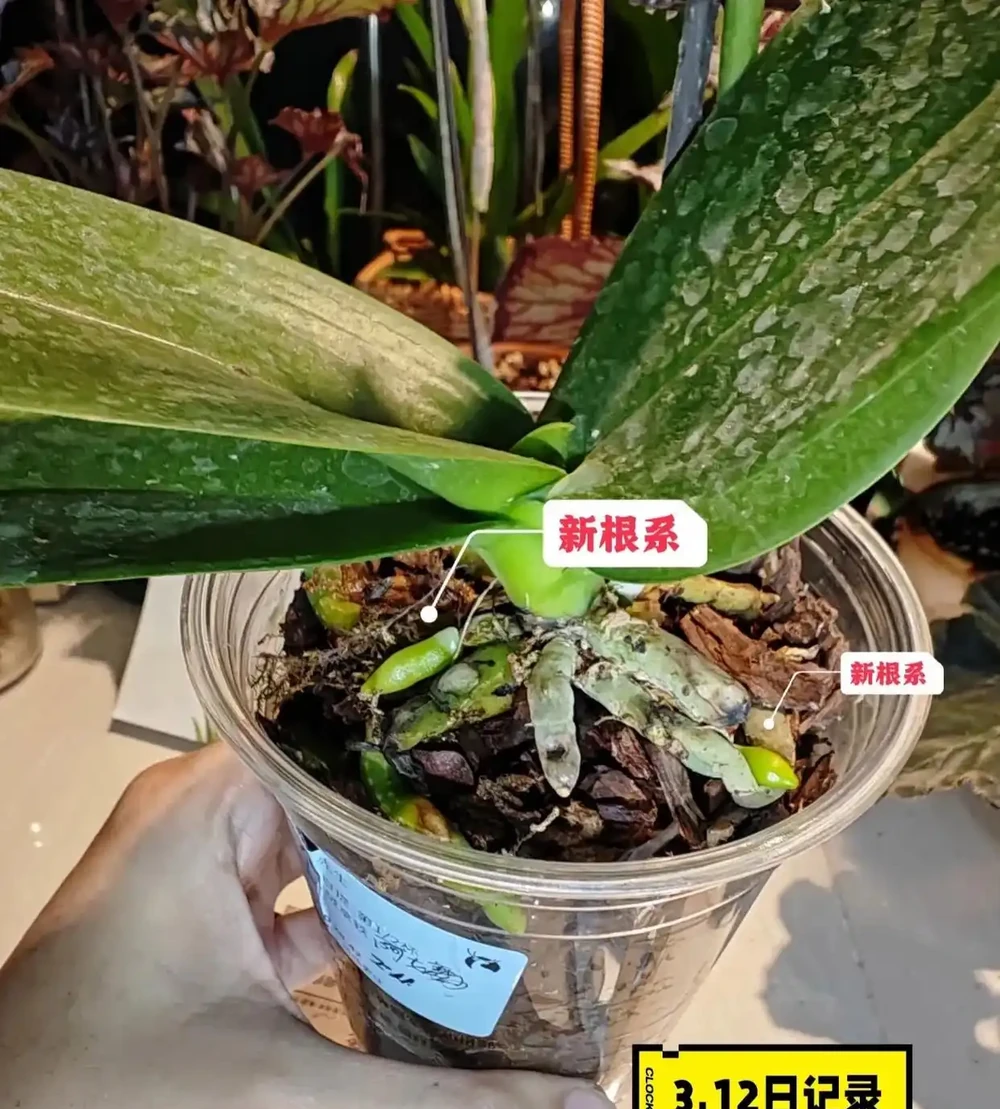 被網友的窗臺養蝴蝶蘭折服了，100個奶茶杯，打造出窗臺花園！