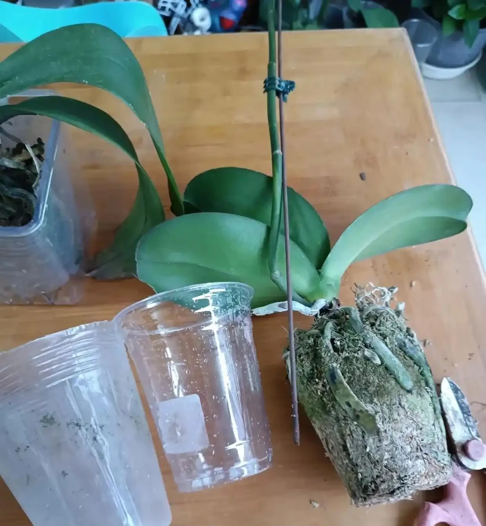 被網友的窗臺養蝴蝶蘭折服了，100個奶茶杯，打造出窗臺花園！