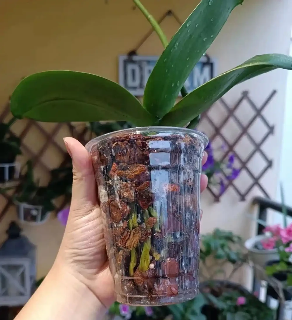 被網友的窗臺養蝴蝶蘭折服了，100個奶茶杯，打造出窗臺花園！