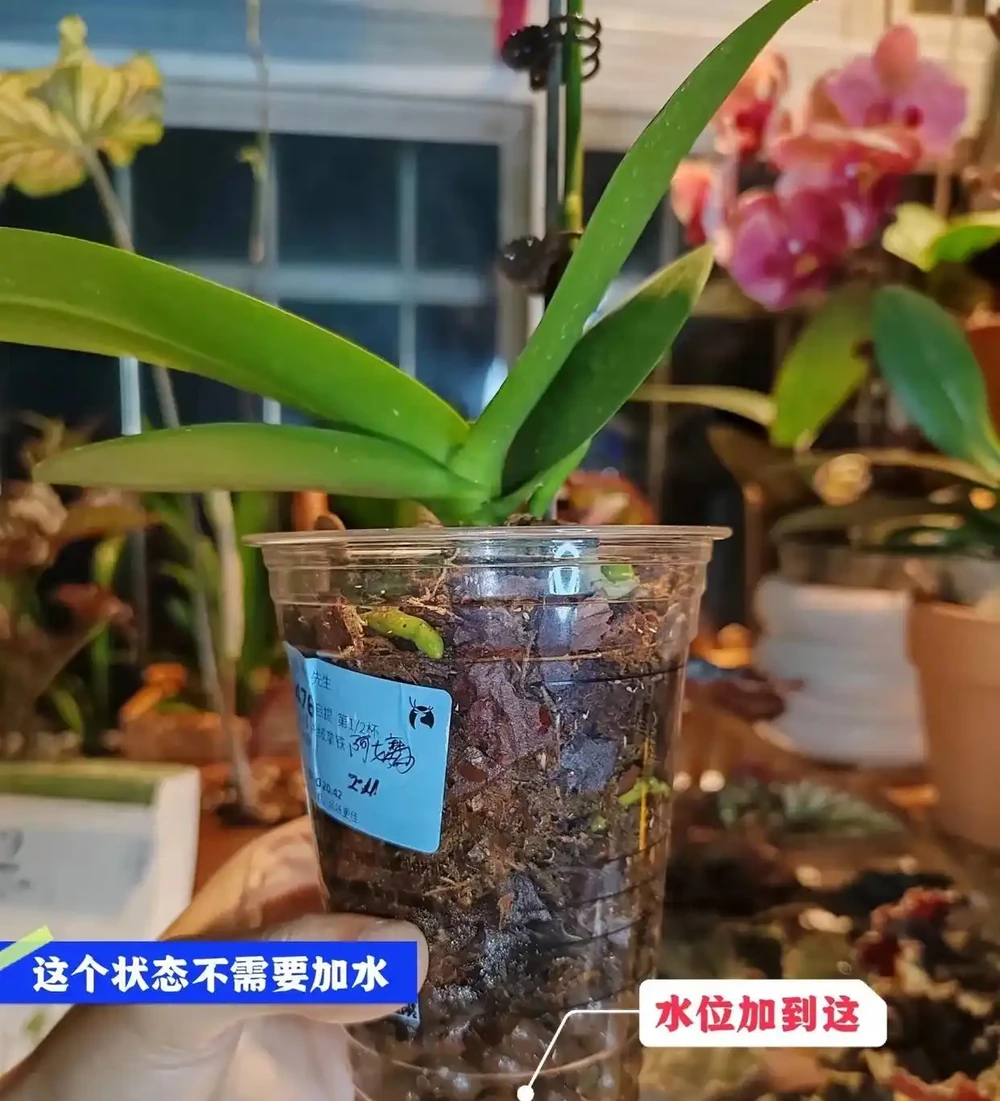被網友的窗臺養蝴蝶蘭折服了，100個奶茶杯，打造出窗臺花園！