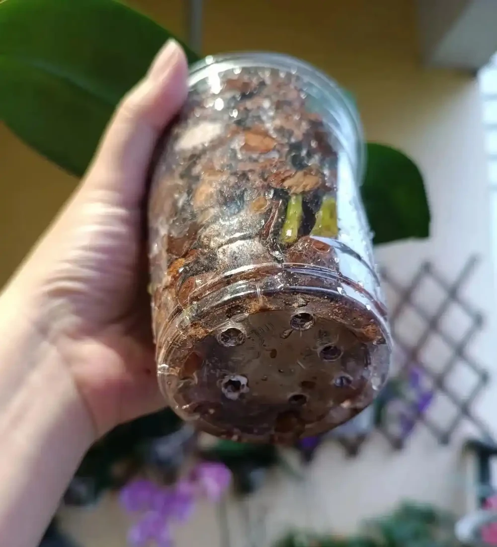 被網友的窗臺養蝴蝶蘭折服了，100個奶茶杯，打造出窗臺花園！